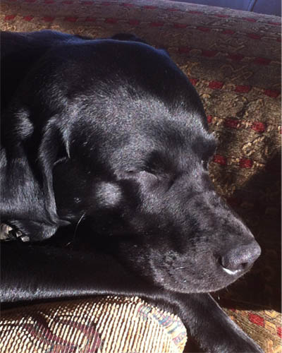 Labrador lying in the sun.