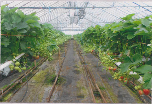 greenhouse with strawberry plants hanging from plant bags.