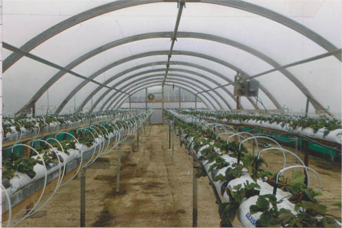 Polytunnel with strawberry plants growing in rows.